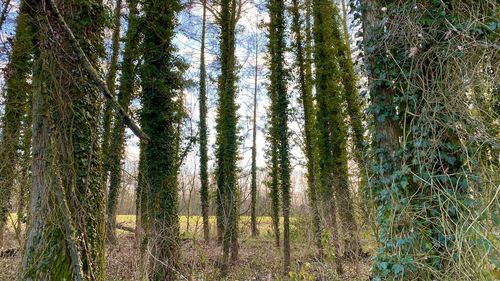 Trees in forest