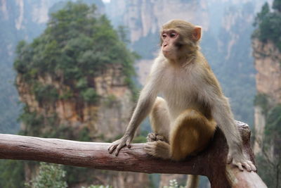 Monkey balancing on the railing 