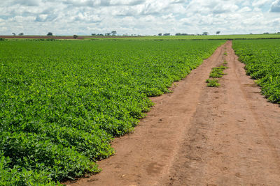 Scenic view of farm against sky