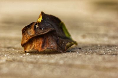 Close-up of a dry leaf on a street