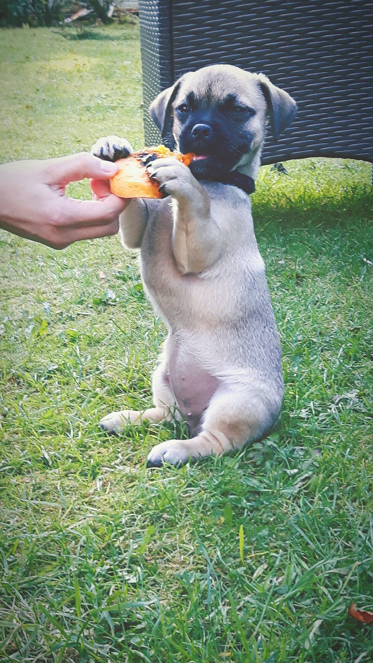 Puppy meerkat . Puppy photography