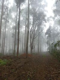 Trees in forest