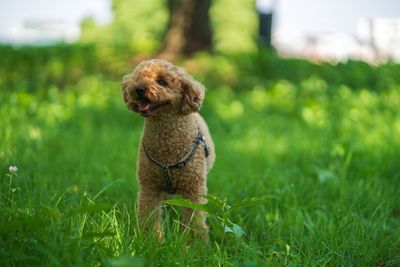 Dog looking away on field