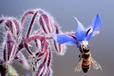 Close-up of bee pollinating on flower