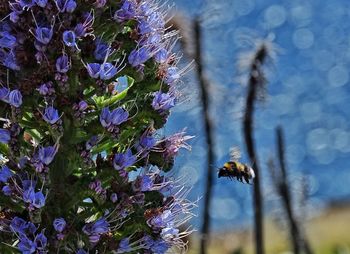 Close-up of bee on flower