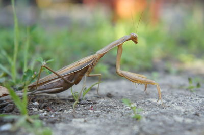 Close-up of grasshopper