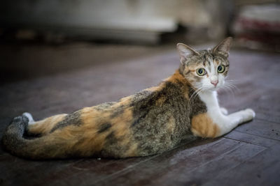 Portrait of cat resting on footpath