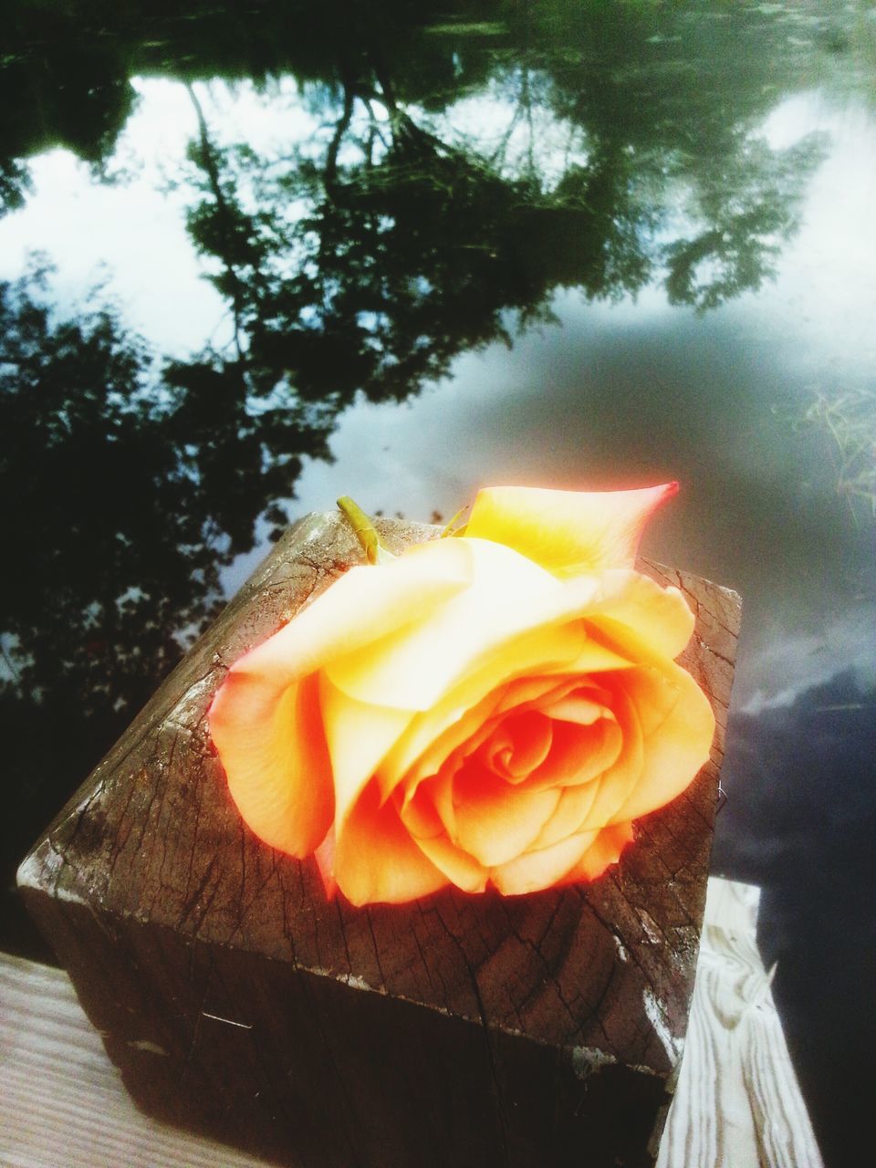 water, freshness, close-up, high angle view, orange color, lake, beauty in nature, flower, nature, single flower, reflection, red, petal, outdoors, day, no people, pond, floating on water, fragility, sunlight