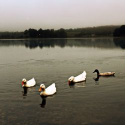 Birds in the lake
