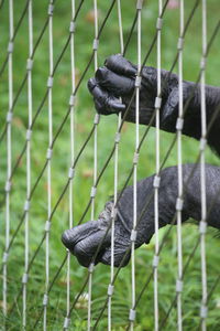 Close-up of monkey in cage at zoo