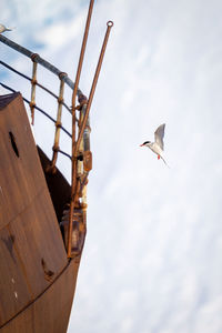 Antarctic tern approaches wreck with wings raised