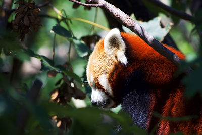 Red panda resting on tree