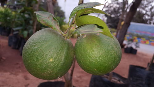 Close-up of fruit growing on tree