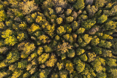 Full frame shot of plants