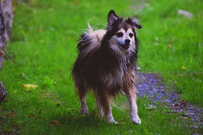 Cute dog looking around