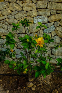 Close-up of flowering plant against wall