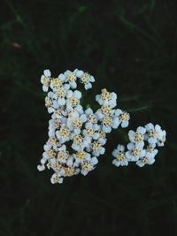 Close-up of white flowers