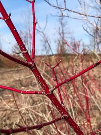 Close-up of red branch against sky