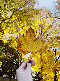 Close-up of person hand holding maple leaves during autumn