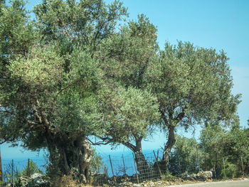 Low angle view of trees against sky
