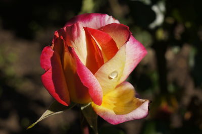 Close-up of pink rose blooming outdoors