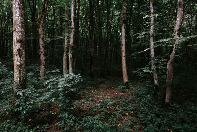 Trees in forest