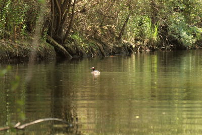 Ducks swimming in lake