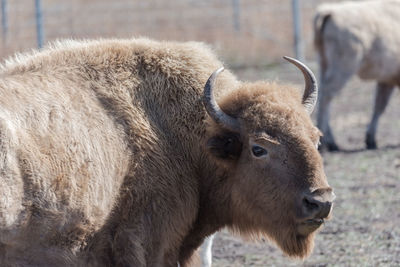 Close-up of a sheep