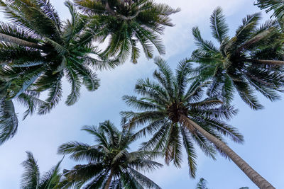 Upward view to coconut green leaves, gray stem and high trunk with fruits under white clouds sky