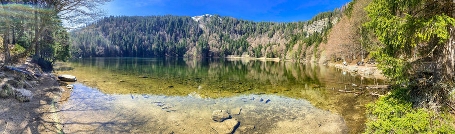 Scenic view of lake in forest