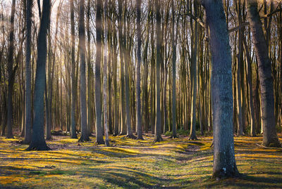 Trees growing on field in forest