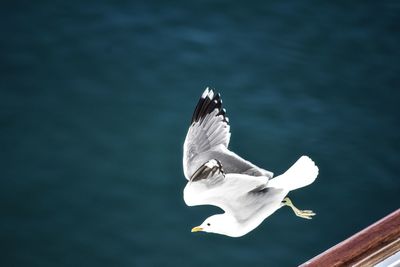 Seagull flying over sea