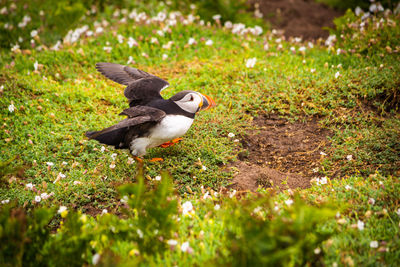 Close-up of bird perching on field