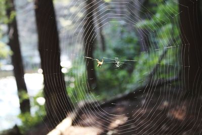 Close-up of spider and web against blurred background