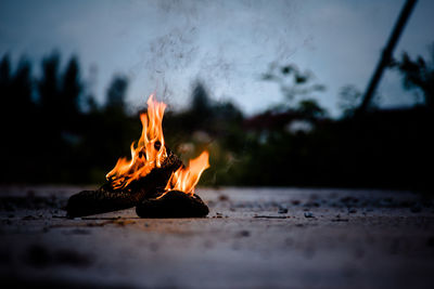 Close-up of burning wood on road