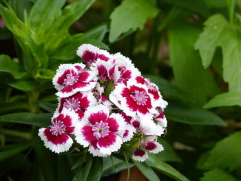 Close-up of flowers blooming outdoors