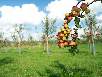 Fruits growing on field