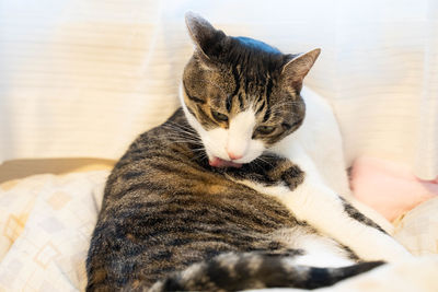 Close-up of cat resting on bed