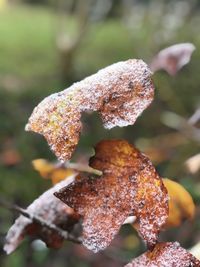 Close-up of frozen leaves