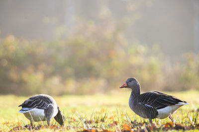 Bird on grass