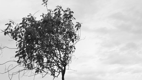 Low angle view of tree against sky