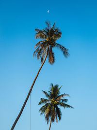 Minimal summer. isolated tall coconut palm tree on blue sky background. koh mak island, thailand.