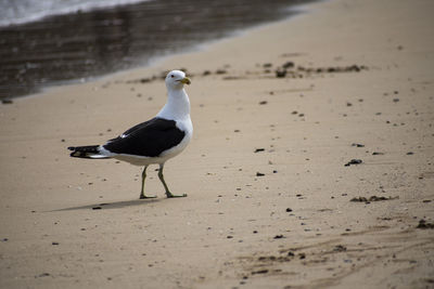 Side view of seagull on sand