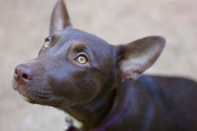 Close-up of dog