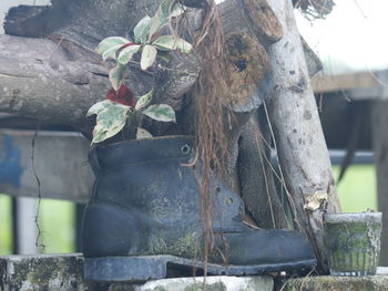 Close-up of lizard on tree