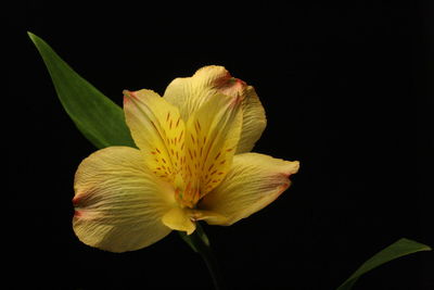 Close-up of yellow day lily against black background