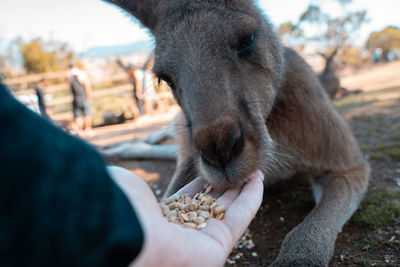 Close-up of person eating hand