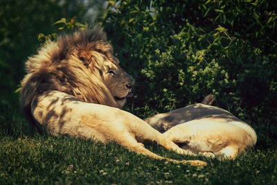 Lion sticks his tongue out and smiles to his sleeping wife.