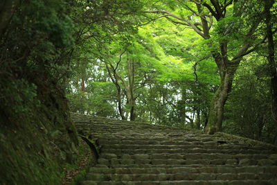 Narrow walkway in forest