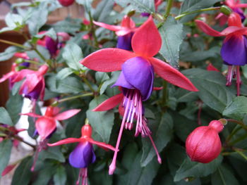 Close-up of flowers blooming outdoors